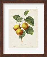 Redoute's Fruit I Fine Art Print