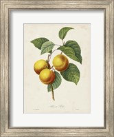 Redoute's Fruit I Fine Art Print