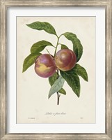 Redoute's Fruit II Fine Art Print