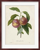 Redoute's Fruit II Fine Art Print