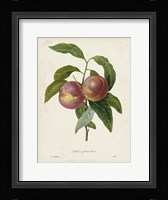 Redoute's Fruit II Fine Art Print