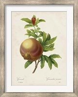 Redoute's Fruit III Fine Art Print