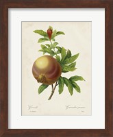 Redoute's Fruit III Fine Art Print
