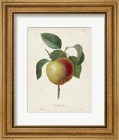 Redoute's Fruit IV Fine Art Print