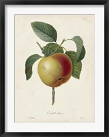 Redoute's Fruit IV Fine Art Print