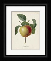 Redoute's Fruit IV Fine Art Print