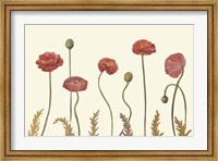 Coral Poppy Display I Fine Art Print