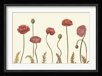Coral Poppy Display I Fine Art Print