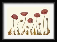 Coral Poppy Display II Fine Art Print