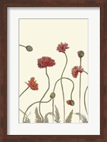Coral Poppy Display III Fine Art Print