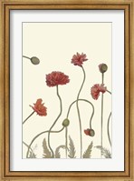Coral Poppy Display III Fine Art Print