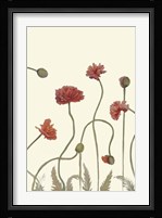 Coral Poppy Display III Fine Art Print