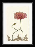 Coral Poppy Display IV Fine Art Print