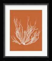 Seaweed Pop I Fine Art Print