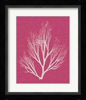 Seaweed Pop III Fine Art Print