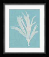 Seaweed Pop IV Fine Art Print