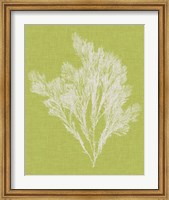 Seaweed Pop V Fine Art Print