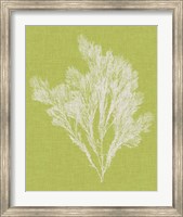 Seaweed Pop V Fine Art Print