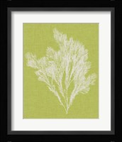 Seaweed Pop V Fine Art Print