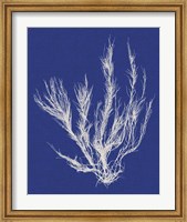 Seaweed Pop VI Fine Art Print