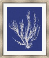 Seaweed Pop VI Fine Art Print