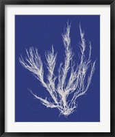 Seaweed Pop VI Fine Art Print