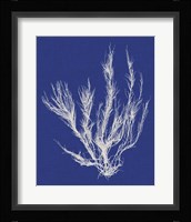 Seaweed Pop VI Fine Art Print
