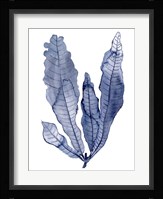 Seaweed Under Water IV Fine Art Print