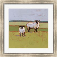 Suffolk Sheep II Fine Art Print