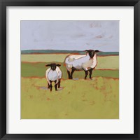 Suffolk Sheep II Fine Art Print