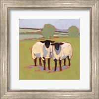 Suffolk Sheep III Fine Art Print