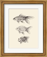 Goldfish IV Fine Art Print