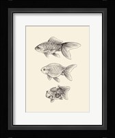 Goldfish IV Fine Art Print