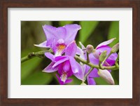 Wild Orchid, Cloud Forest, Upper Madre De Dios River, Peru Fine Art Print