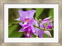 Wild Orchid, Cloud Forest, Upper Madre De Dios River, Peru Fine Art Print