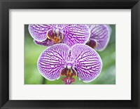 Orchid Fine Art Print
