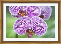 Orchid Fine Art Print