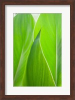 Canna Leaf Close-Up 1 Fine Art Print