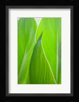 Canna Leaf Close-Up 1 Fine Art Print