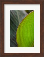 Canna Leaf Close-Up 2 Fine Art Print