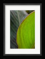 Canna Leaf Close-Up 2 Fine Art Print