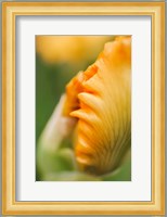 Peach Bearded Iris 1 Fine Art Print