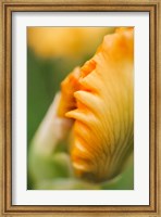 Peach Bearded Iris 1 Fine Art Print