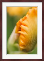Peach Bearded Iris 1 Fine Art Print