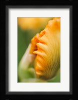 Peach Bearded Iris 1 Fine Art Print