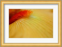 Peach Bearded Iris 2 Fine Art Print