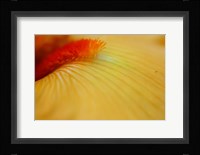 Peach Bearded Iris 2 Fine Art Print