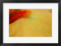 Peach Bearded Iris 2 Fine Art Print