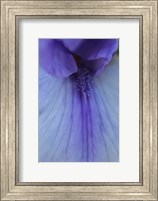 Lavender Bearded Iris Fine Art Print