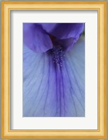 Lavender Bearded Iris Fine Art Print